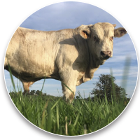 Veaux 2022 à vendre Image