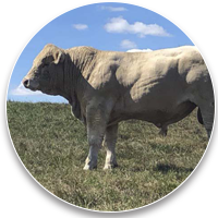 18 mois à vendre Image