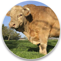 Taureau en saillie Image