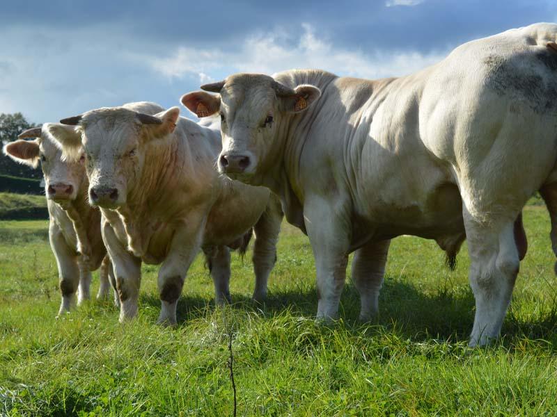 Taureau du GAEC Cuzin Bernard et Fils